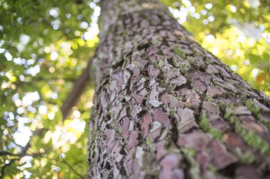 Çam ağacının gövdesindeki desenli ağaç kabuğu.