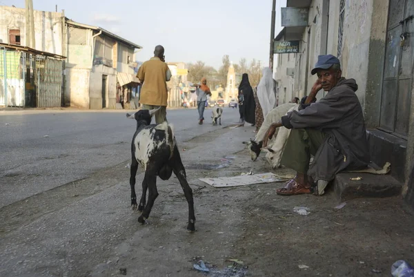 Harar Etiópia Março 2012 Homem Não Identificado Alimenta Cabras Uma — Fotografia de Stock