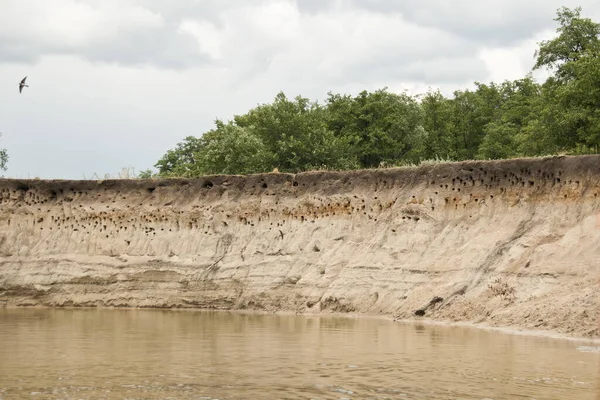 Río Sandy Acantilado Con Agujeros Madriguera Tragar Rusia —  Fotos de Stock