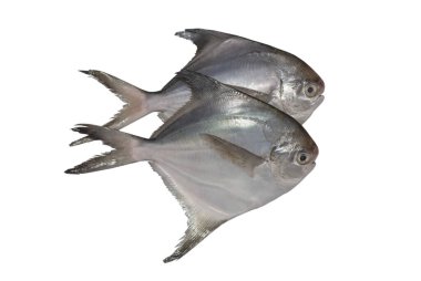 İki Pomfret balığı, beyaz arkaplan.