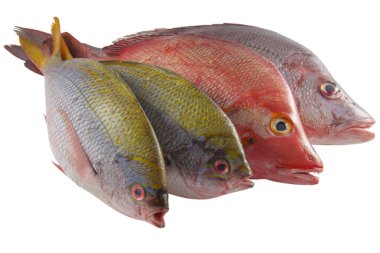 Kırmızı Snappers ve Gilt-head balık, beyaz arkaplan.