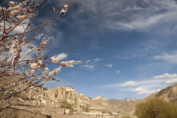 Blossoming Apricot Branches Lamayuru Village Background India — Stock Photo, Image