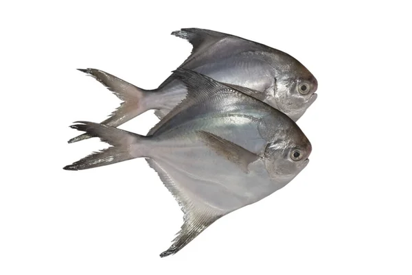 Two Pomfret Fishes White Background — Stock Photo, Image