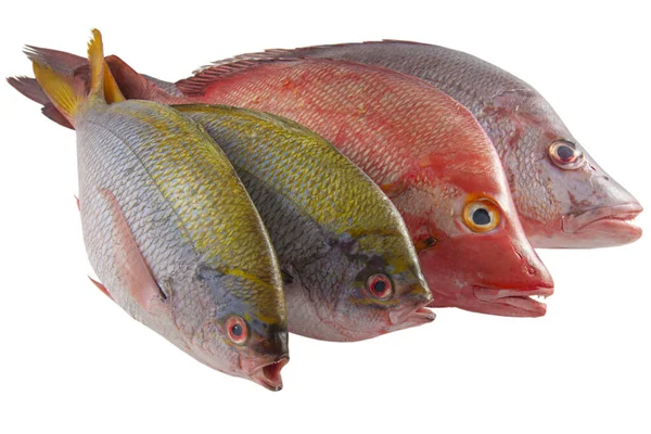 Red Snappers Gilt Cap Bream Pești Fundal Alb — Fotografie, imagine de stoc