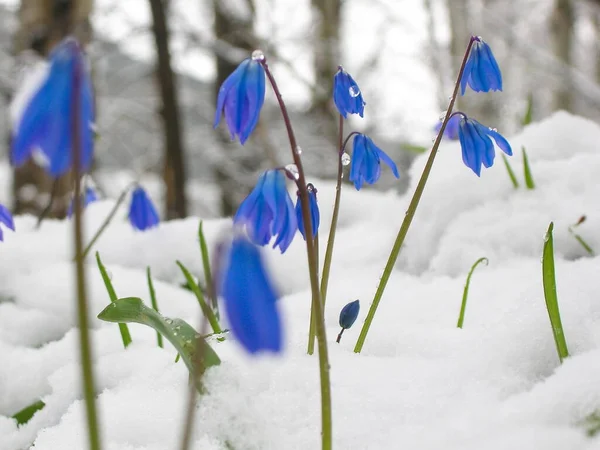 Flores Bluebell Después Tormenta Nieve — Foto de Stock