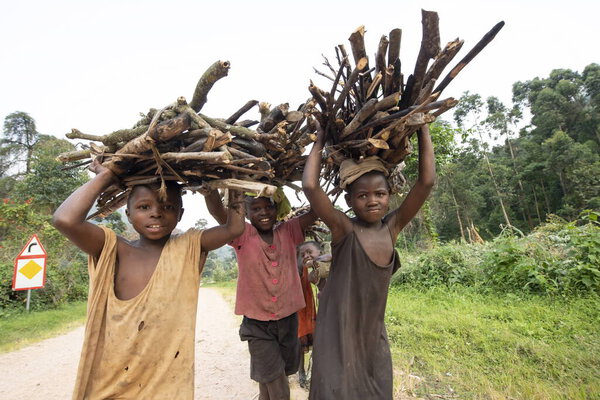 BUGOYE, UGANDA, JANUARY 21, 2020: Unidentified kids carry firewood on their heads near Bugoye village, Uganda. Kids in rural areas have to do housework instead of studying at school.