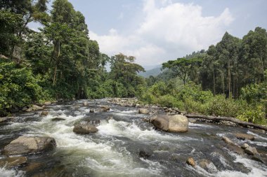 Rwenzori Dağları 'ndaki Mubuku Nehri N.P., Uganda.