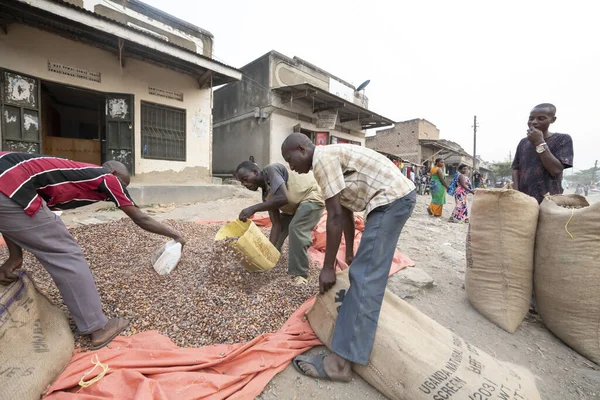 ウガンダ ンタンディ2020年1月24日 未確認の男性がウガンダのンタンディ村の路上で乾燥させた後 カカオ豆で袋を埋めます カカオ豆は ウガンダでの輸出にとって重要な農産物です — ストック写真