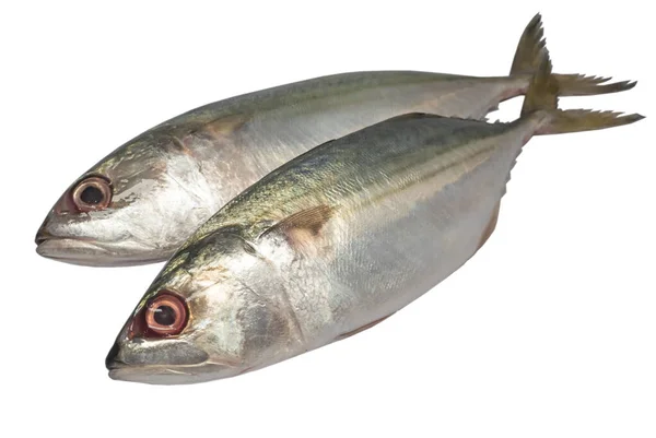Дві Свіжі Риби Mackerel Білий Фон — стокове фото