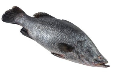Taze Barramundi balığı, beyaz üzerine izole edilmiş..