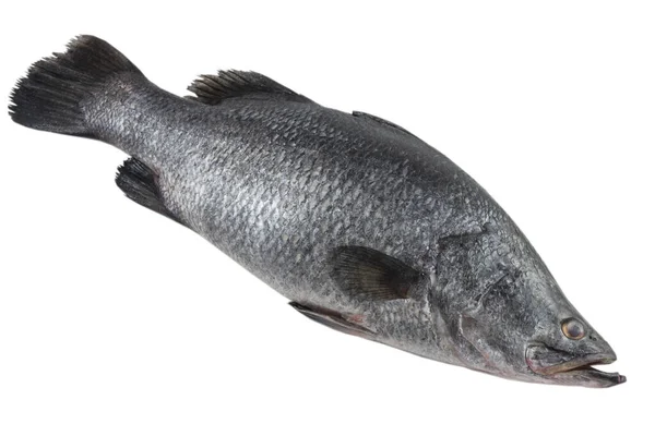 Friss Barramundi Hal Fehér — Stock Fotó