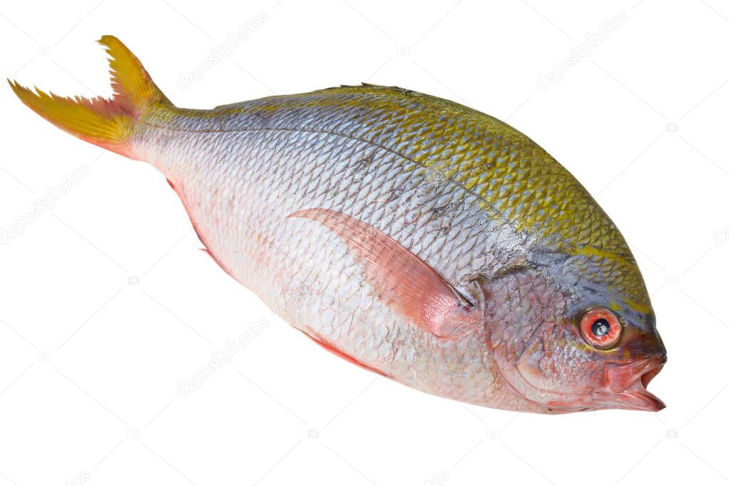 Gilt-head bream fish, isolated on white.