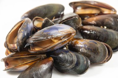 Taze deniz midyeleri, yaklaşın..