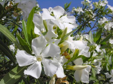 Çiçek açan Oleander çiçekleri, yaklaşın..   