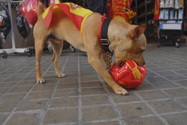 Grappige Hond Gekleed Spaanse Vlag Speelt Met Voetbal — Stockfoto