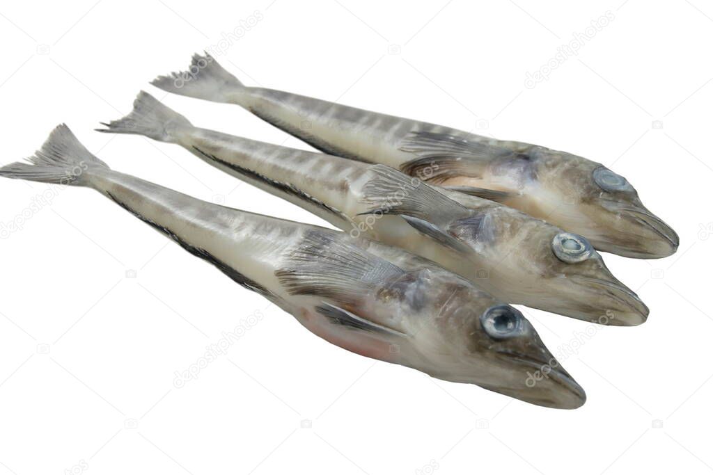 Fresh Mackerel Icefish, white background.