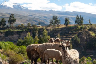 Tarlalarda otlanan koyunlar, Peru.