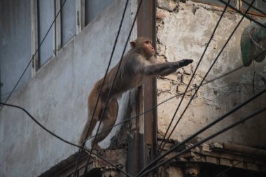 Eski Delhi, Hindistan 'da elektrik kablolarının üzerinden maymun atlayışı.