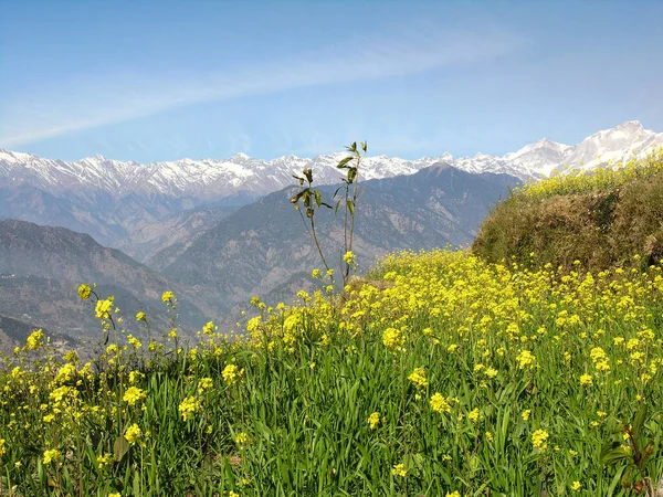 印度Uttarakhand喜马拉雅山背景下的Blossom菜籽田 — 图库照片