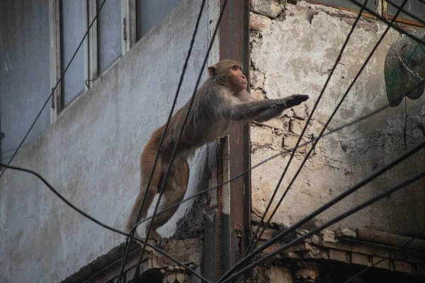 Monkey Άλμα Ηλεκτρικά Καλώδια Στην Παλιά Δελχί Ινδία Φωτογραφία Αρχείου