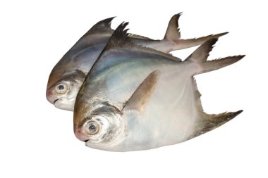 İki Pomfret balığı, beyaz üzerine izole edilmiş..