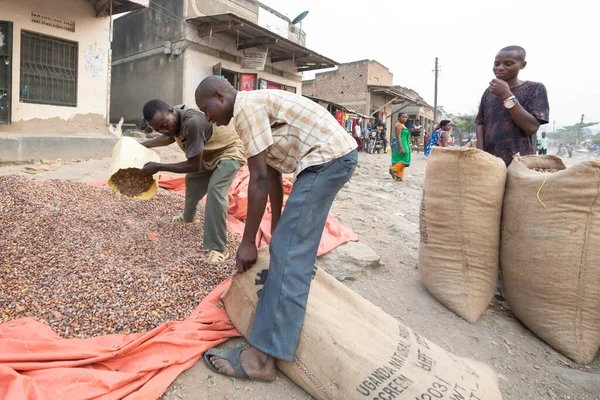 Ntandi Uganda January 2020 Two Unidentified Men Fill Bags Cacao — Stock Photo, Image