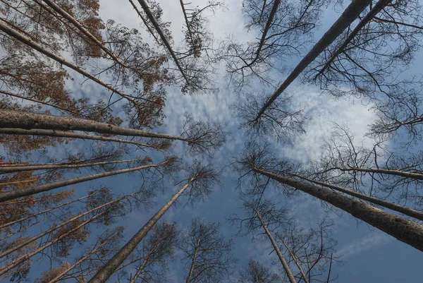 ロシアの森林火災後の松の木 — ストック写真