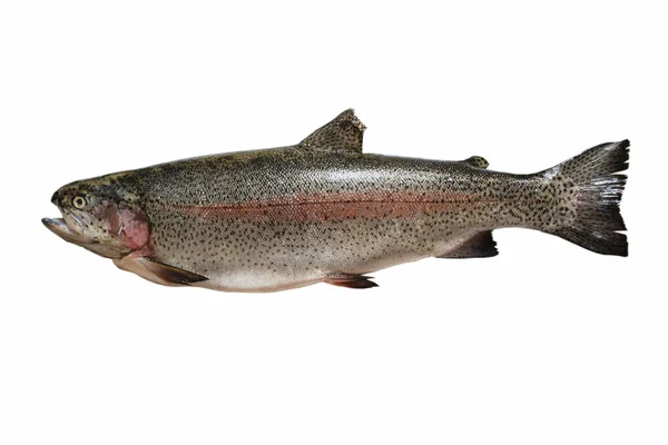 Beyaz arkaplanda taze kahverengi alabalık.