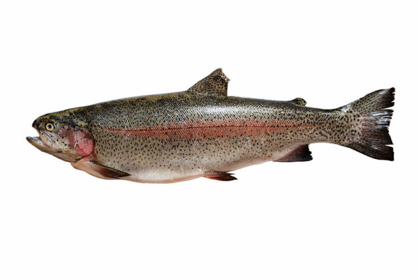 Fresh Brown Trout on white background.