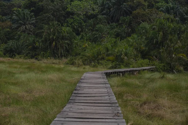 Dřevěné Podlahy Nad Bažinou Národním Parku Semuliki Uganda — Stock fotografie