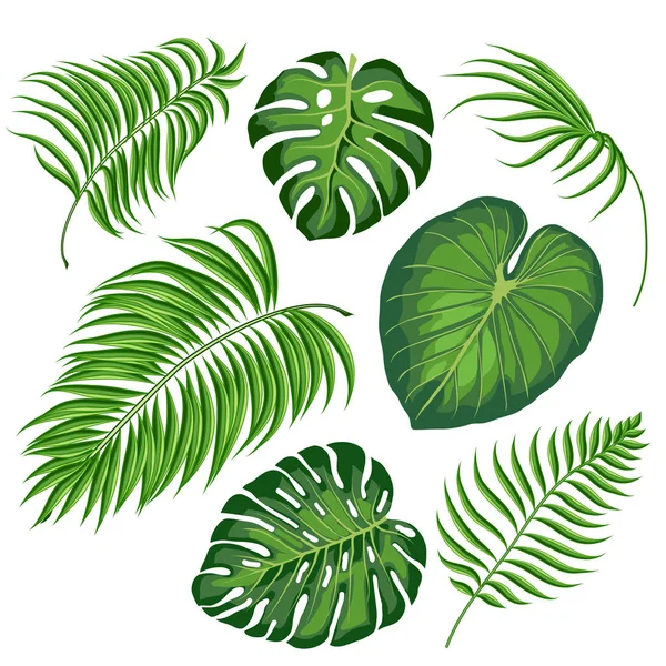 Folhas de plantas tropicais — Vetor de Stock