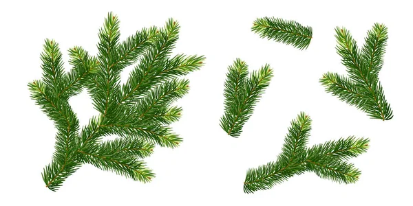 Uppsättning av spruce kvistar — Stock vektor