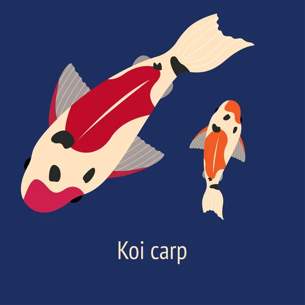 Koi Carp Illustration Two Carp Fish Dark Blue Background Pink — 스톡 벡터