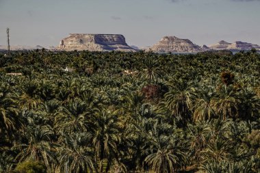 Siwa Oasis, Mısır Vaha 'da yetişen hurmalardan oluşan geniş bir alan..