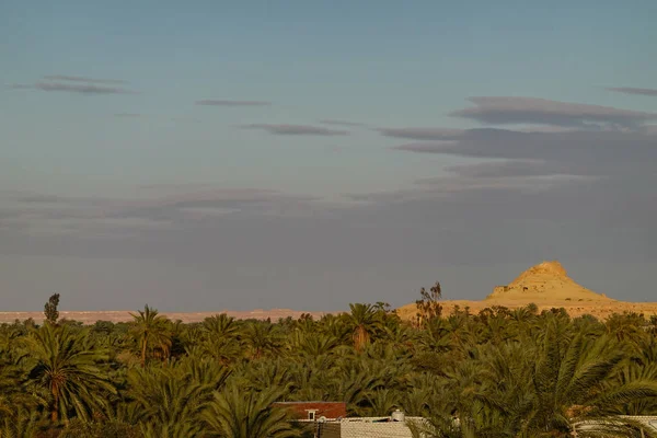 Siwa Oasis Egypt Siwa Skyline Date Palms — Stock Photo, Image