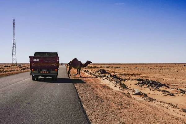 Marsa Matruh Egyiptom Tevék Átkelnek Sivatagi Úton — Stock Fotó