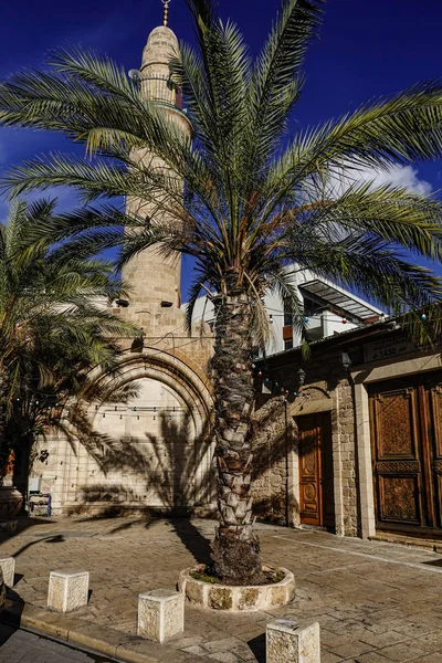 Tel Aviv Srail Eski Jaffa Nın Arka Sokağında Bir Palmiye — Stok fotoğraf