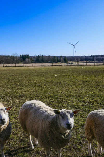 Grisslehamn Sverige Ett Lantligt Landskap Med Vindkraftverk — Stockfoto