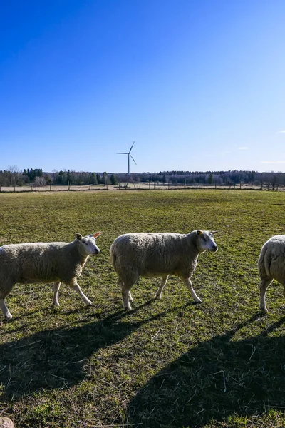 Grisslehamn Szwecja Krajobraz Wiejski Turbiną Wiatrową — Zdjęcie stockowe
