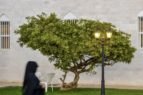 Salah Oman Arap Kadın Frankincense Ağacının Yanından Geçiyor — Stok fotoğraf