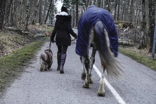 Estocolmo Suécia Março 2020 Uma Mulher Passeia Seu Cavalo Cachorro — Fotografia de Stock