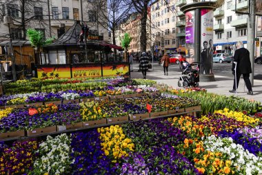 Stockholm, İsveç 31 Mart 2020 'de diğer tüm ülkelerdeki tecrit durumlarına rağmen İsveç başkentindeki insanlar hâlâ normal işlerine devam ediyor ama sokaklar belirgin bir şekilde normalden daha boş. Mariatorget 'deki yayalar.