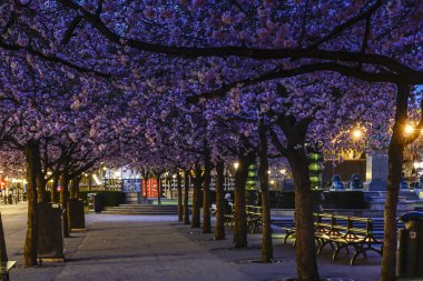 Stockholm, İsveç Kungstradgarden parkında kiraz çiçekleri.