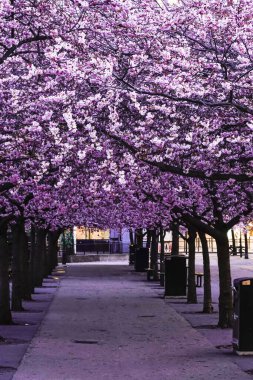 Stockholm, İsveç Kungstradgarden parkında kiraz çiçekleri.