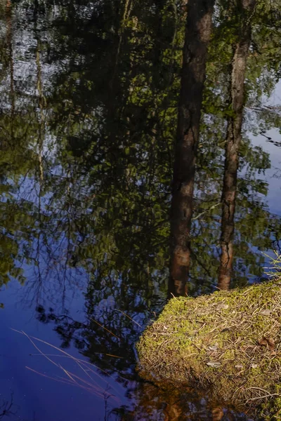 Стокгольм Швеция Маленький Пруд Лесу — стоковое фото