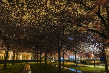 STOCKHOLM, İSVEÇ Vişne çiçekleri Luma Park 'ta geceleyin.