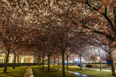 STOCKHOLM, İSVEÇ Vişne çiçekleri Luma Park 'ta geceleyin.