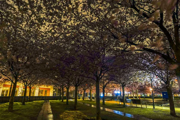 Stockholm Schweden Kirschblüten Luma Park Bei Nacht — Stockfoto