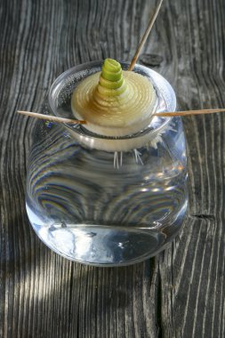 Bir bardak suda büyüyen pırasa.