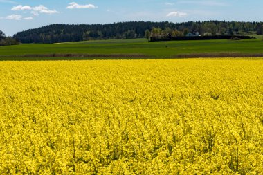 Soderkoping, İsveç Sarı kolza çiçeği tarlası.